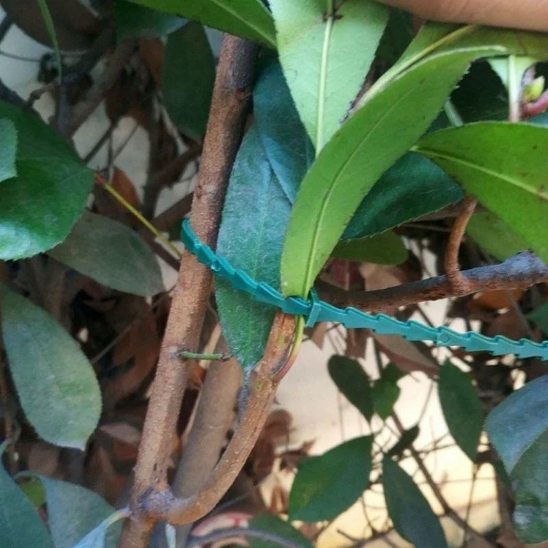 50pcs Adjustable Plastic Plant - Vine Climbing Plastic บทวิจารณ์และราคา