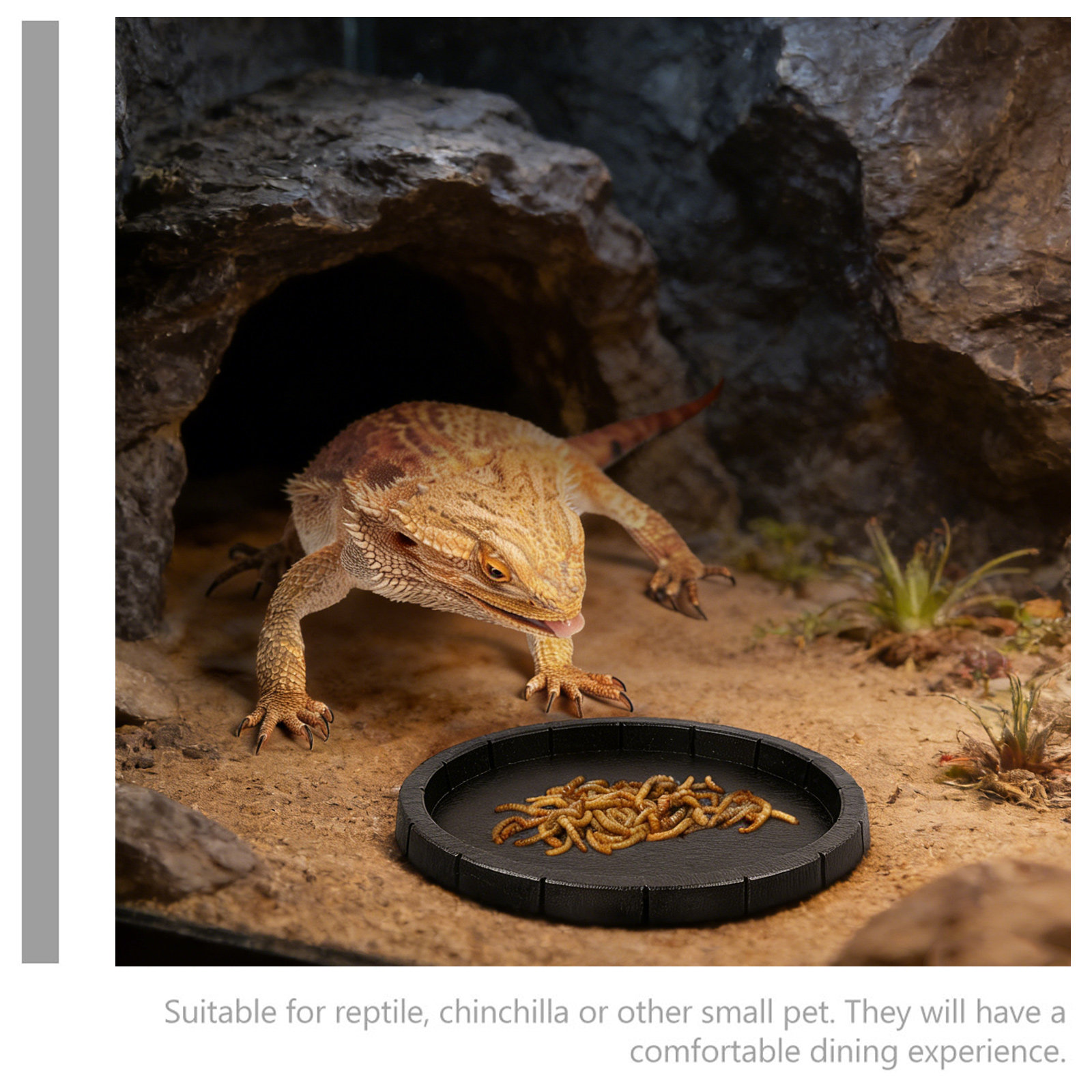 Reptile Feeding Bowl Compact L - Water Dish Reptile บทวิจารณ์และราคา