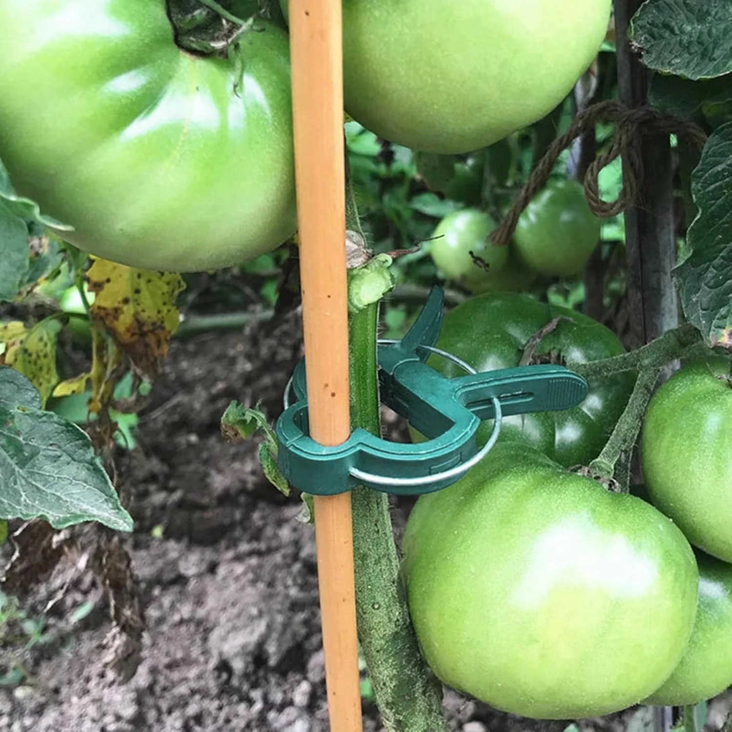 Plant Fixed Clips Reusable Gar - Vine Climbing Plastic บทวิจารณ์และราคา