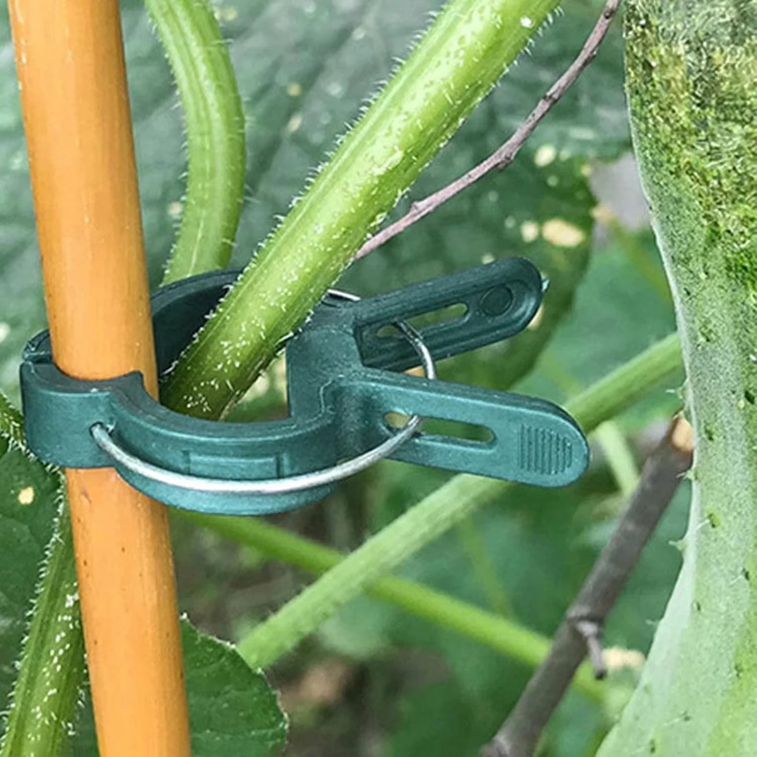 Plant Fixed Clips Reusable Gar - Vine Climbing Plastic บทวิจารณ์และราคา