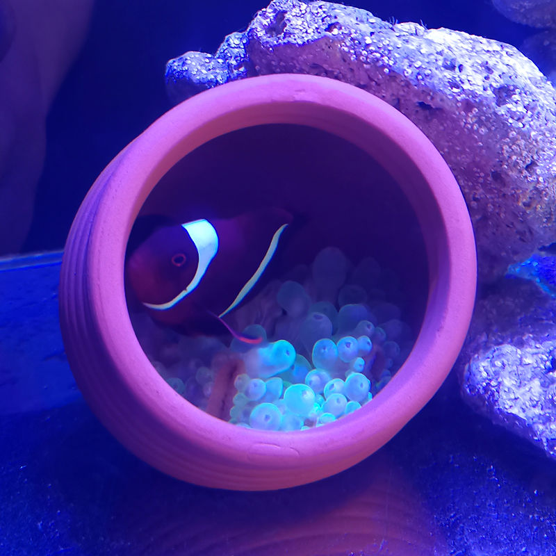 Ceramics Jar Fish Tank Decorat - Hide Cave Ceramic บทวิจารณ์และราคา