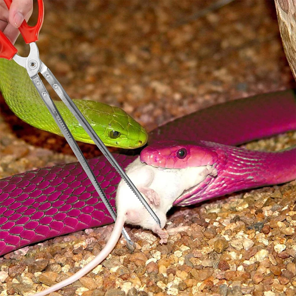 Snake Feeding Tongs Reptile Fe - Water Dish Reptile บทวิจารณ์และราคา
