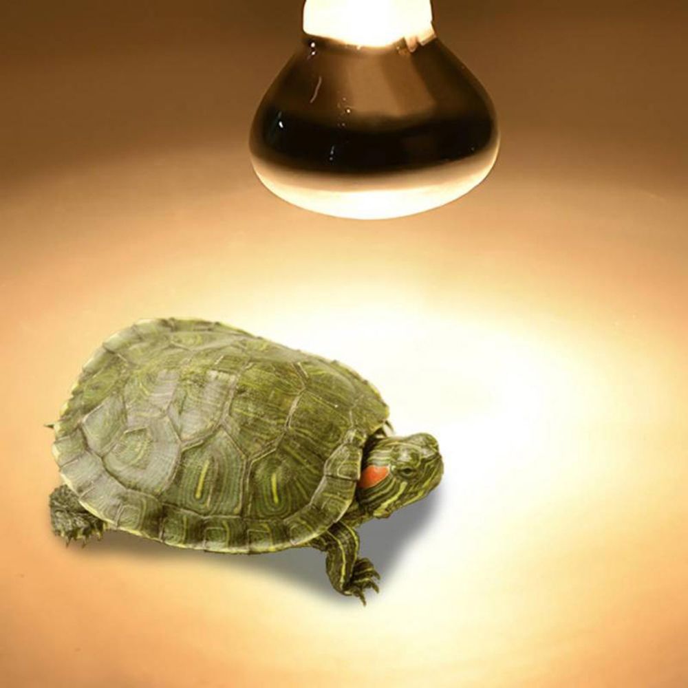 Amphibians Temperature Control - Basking Bulb Halogen บทวิจารณ์และราคา