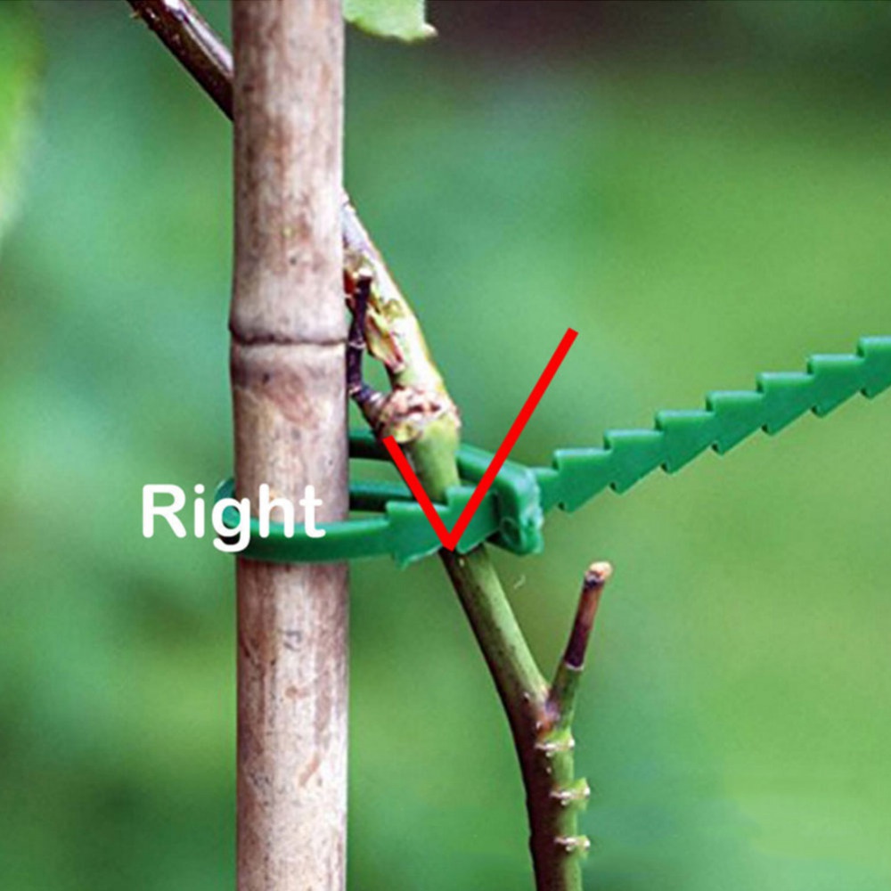 50Pcs Reusable Adjustable Plas - Vine Climbing Plastic บทวิจารณ์และราคา