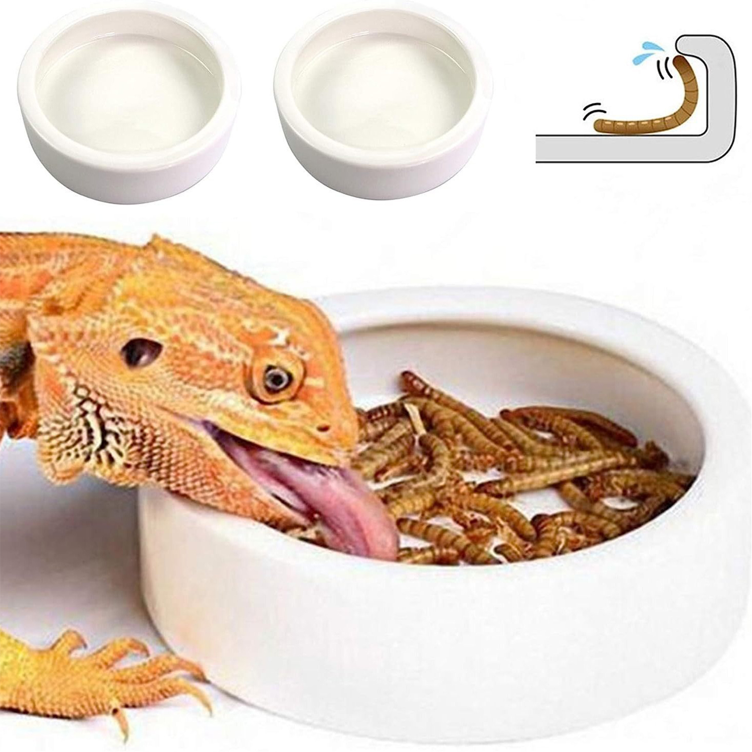 Reptile Food Bowl Feeding and  - Water Dish Reptile บทวิจารณ์และราคา